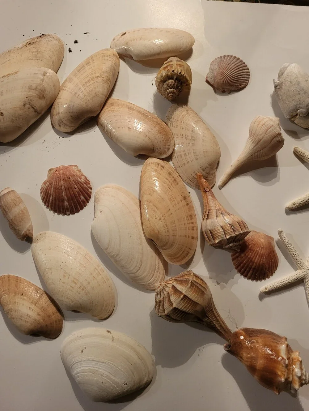 Bundle Of Star Fish And Shells